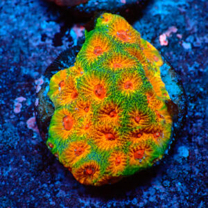 TC Favites Fascination colonia