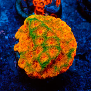 TC Favites Fascination colonia