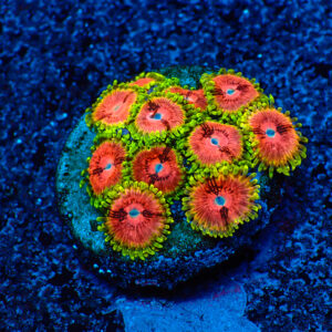 TC Zoanthus Fake Lime Chilli