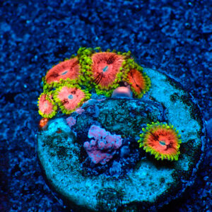 TC Zoanthus Fake Lime Chilli