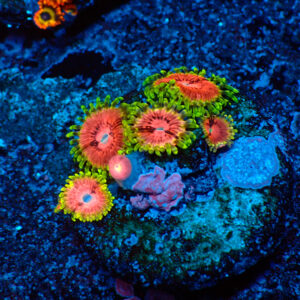 TC Zoanthus Fake Lime Chilli