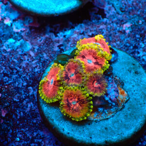 TC Zoanthus Fake Lime Chilli