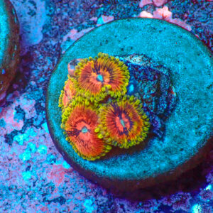 TC Zoanthus Fake Lime Chilli