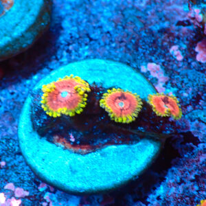 TC Zoanthus Fake Lime Chilli