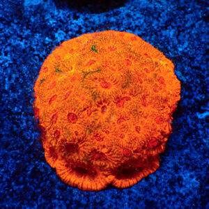 TC Favites Candy Corn colonia