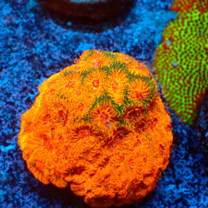 TC Favites Candy Corn colonia