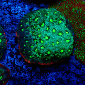 TC Favites Guacamole colonia