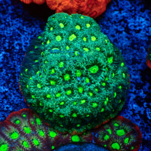 TC Fvaites Guacamole mini colonia