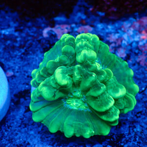 TC Caulastrea Mint cabezas XL