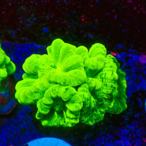 TC Caulastrea Hulk cabezas XL