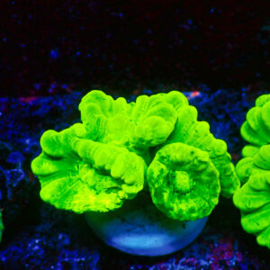 TC Caulastrea Hulk cabezas XL