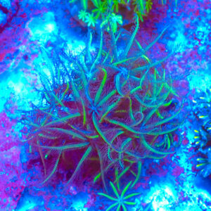 TC Clavularia Weeping Willow