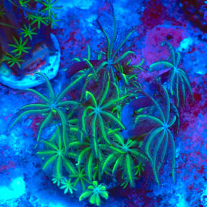 TC Clavularia Weeping Willow