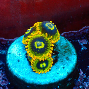 TC Zoanthus Ktar Yoda