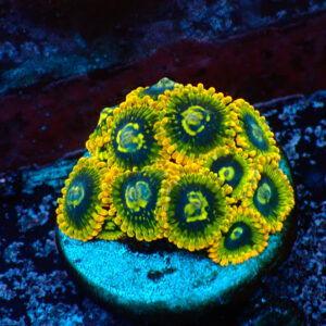 TC Zoanthus Ktar Yoda Mini colonia