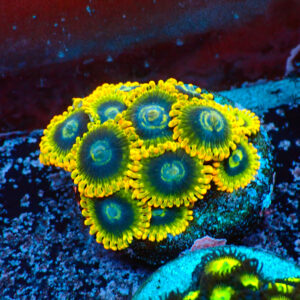 TC Zoanthus Ktar Yoda mini colonia