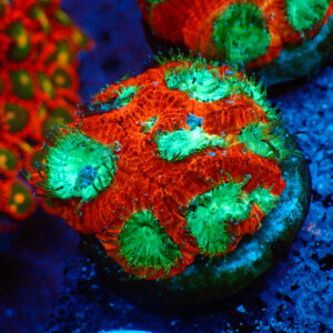 TC Favia Fire & Ice frag XL