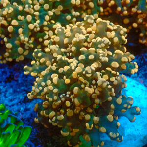 TC Euphyllia paradivisa Copper Rain