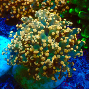 TC Euphyllia paradivisa Copper Rain