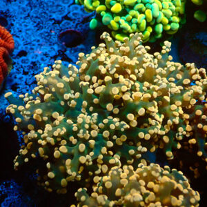 TC Euphyllia paradivisa Copper Rain 2 cabezas