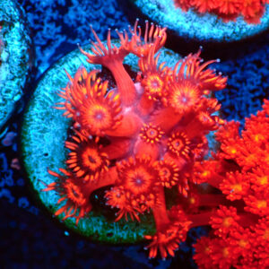 TC Goniopora Metallic Red