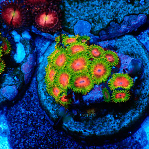 TC Zoanthus Awesome Blossom