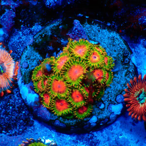 TC Zoanthus Awesome Blossom