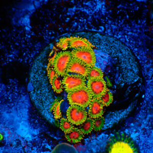 TC Zoanthus Awesome Blossom