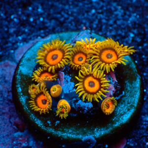 TC Zoanthus Super Eagle Eyes