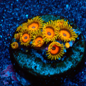 TC Zoanthus Super Eagle Eye