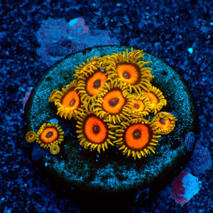 TC Zoanthus  Super Eagle Eye