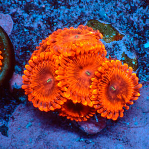 TC Zoanthus X-Men