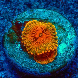 TC Zoanthus Grand Master Krakatoa