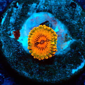 TC Zoanthus Grand Master Krakatoa