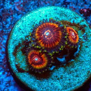TC Zoanthus Taser