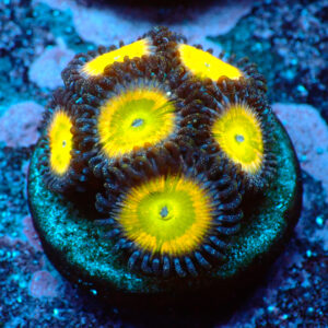 TC Zoanthus Tinkerbell