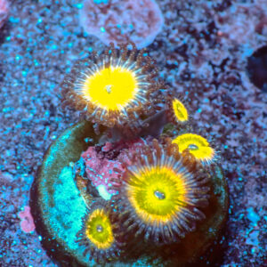 TC Zoanthus Tinkerbell