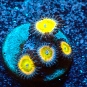 TC Zoanthus Tinkerbell