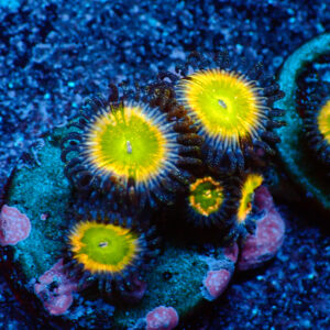 TC Zoanthus Tinkerbell