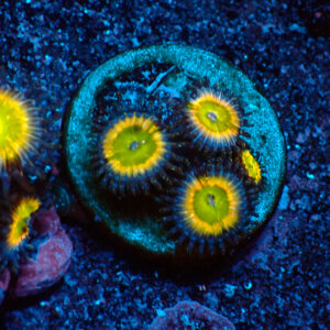 TC Zoanthus Tinkerbell