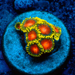 TC Zoanthus Spitfire