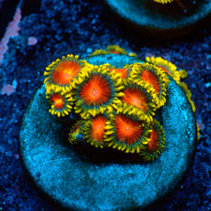 TC Zoanthus Spitfire