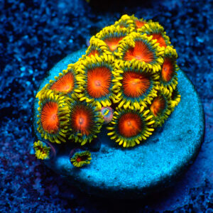 TC Zoanthus Spitfire mini colonia