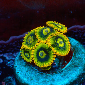 TC Zoanthus Ktar Yoda