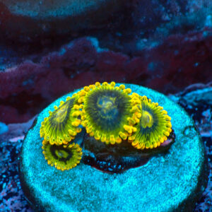 TC Zoanthus Ktar Yoda