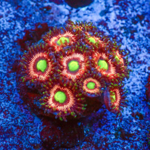 TC Zoanthus Lord of the Rings