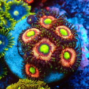 TC Zoanthus Lord of the Rings
