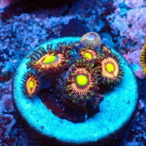 TC Zoanthus Lord of the Rings