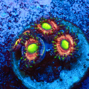 TC Zoanthus Lord of the Rings
