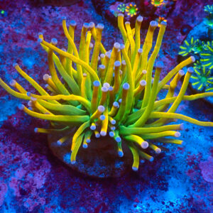 TC Euphyllia glabrecens Rapunzel